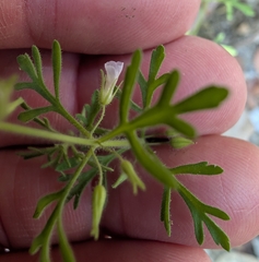 author not stated, no rights reserved Leucospora multifida, photograph author not stated, no rights reserved