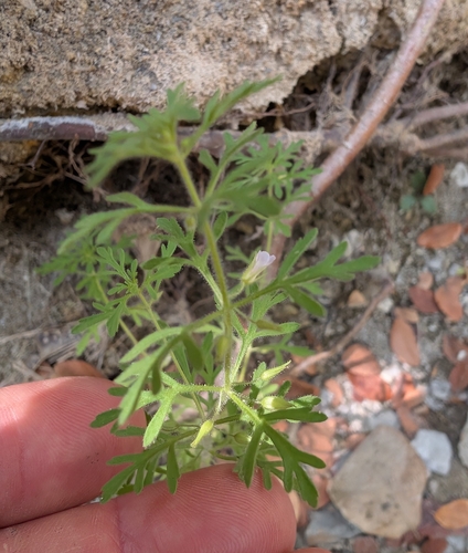 Leucospora multifida, photograph 3