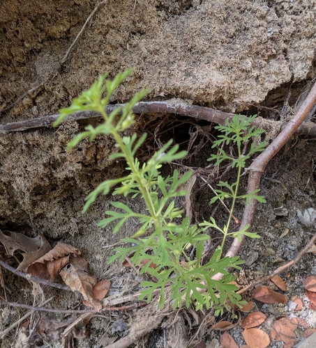 Leucospora multifida, photograph 4