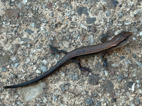 Little Brown Skink