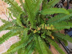Nephrolepis flexuosa