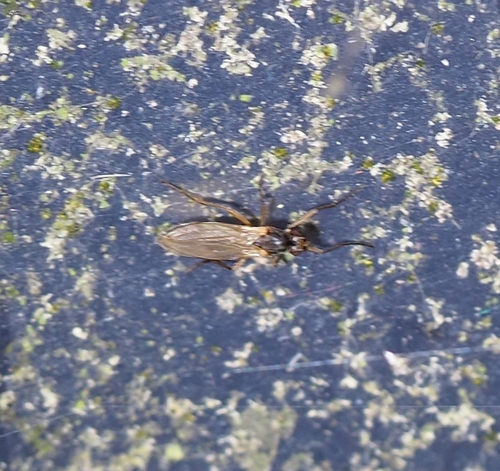 Lonchoptera bifurcata observed 2026-09-26