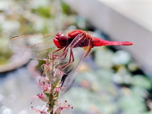Broad Scarlet