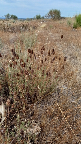 spanish lavender