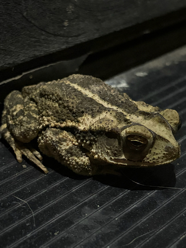 Gulf Coast Toad