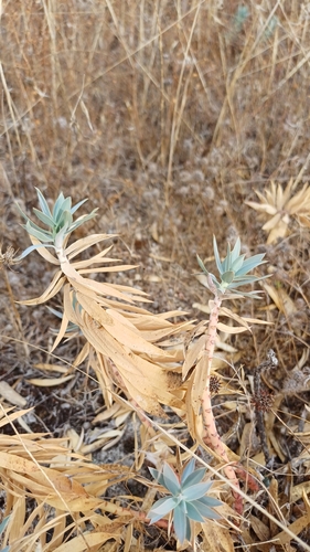 Euphorbia oxyphylla
