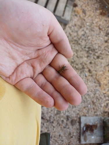 Western Honey Bee