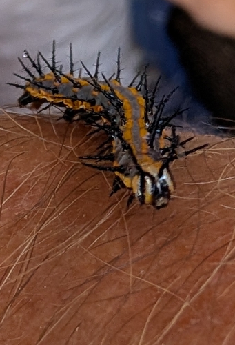 Gulf Fritillary