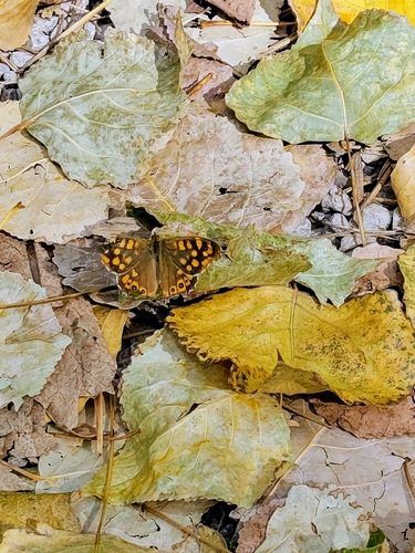 Speckled Wood