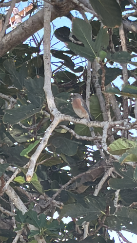 Western Bluebird