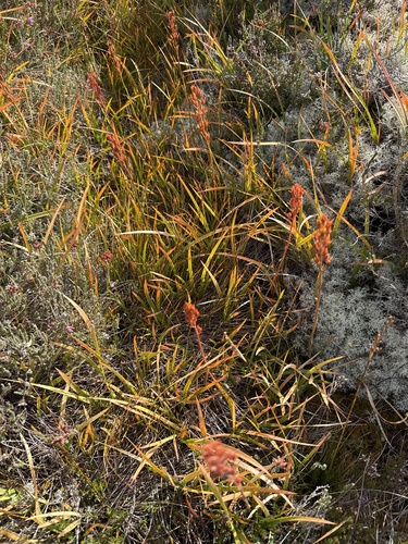 Narthecium ossifragum, photograph 2