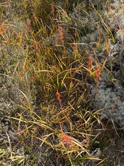 Narthecium ossifragum, photograph (c) Scott Shanks, some rights reserved (CC BY)