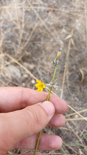 Rush Skeletonweed
