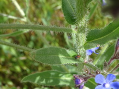 Anchusa
