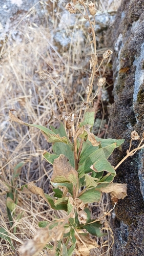 Spanish Peaks Foxglove