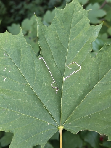 Scarce Maple Pigmy