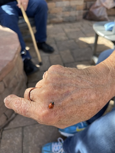 Seven-spotted Lady Beetle