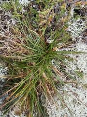 Juncus squarrosus