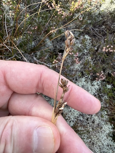 Juncus squarrosus, photograph 2
