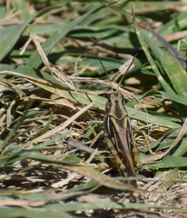 Pardalophora apiculata