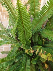 Nephrolepis flexuosa