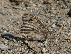 Pseudochazara thelephassa