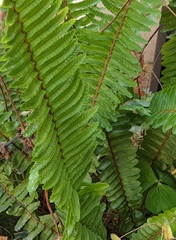 Nephrolepis flexuosa