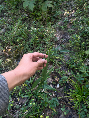 Dichanthelium sphaerocarpon observed 2026-09-26