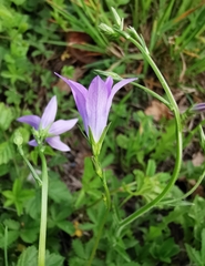 Campanula rapunculus
