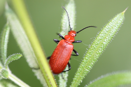 Common Cardinal Beetle, Alkmaar, Nederland, photo 9 of 10