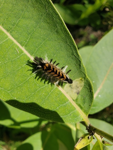 Milkweed Tussock Moth