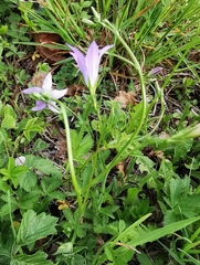 Campanula rapunculus