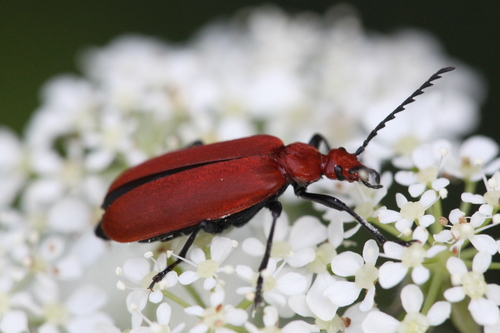 Common Cardinal Beetle, Alkmaar, Nederland, photo 10 of 10