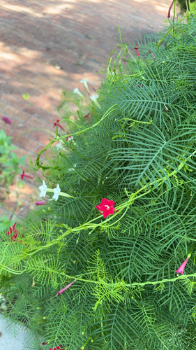 Cypress Vine