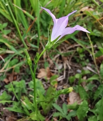 Campanula rapunculus