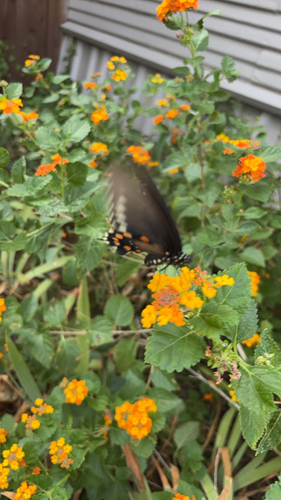 Pipevine Swallowtail