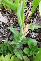 Campanula rapunculus