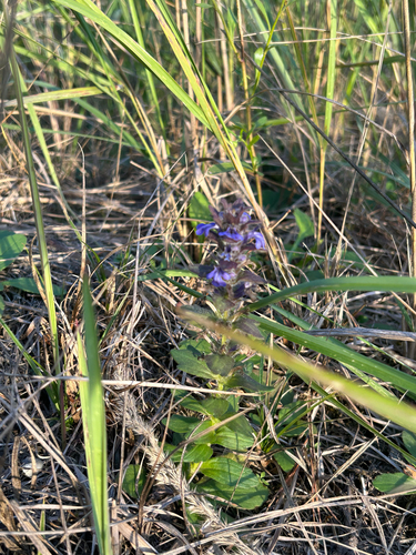 Ajuga genevensis, 2026-09-26