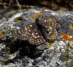 Euphydryas editha bayensis