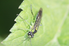 Tenthredo mesomela