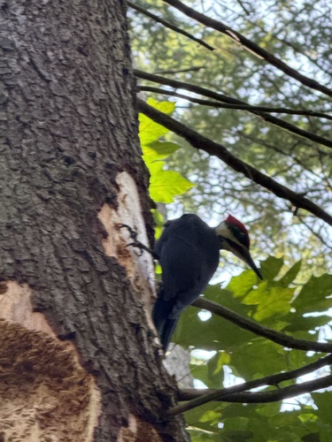 Pileated Woodpecker
