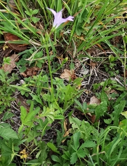Campanula rapunculus