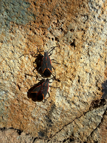 Eastern Boxelder Bug