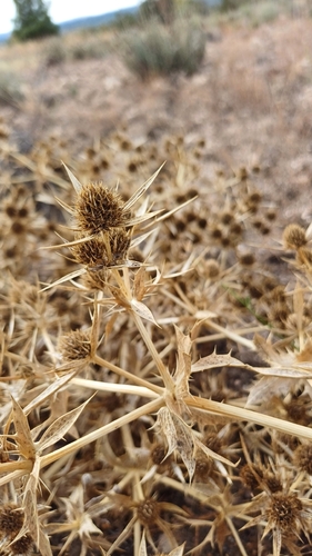 Field Eryngo
