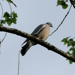 Columba palumbus