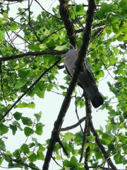 Columba palumbus