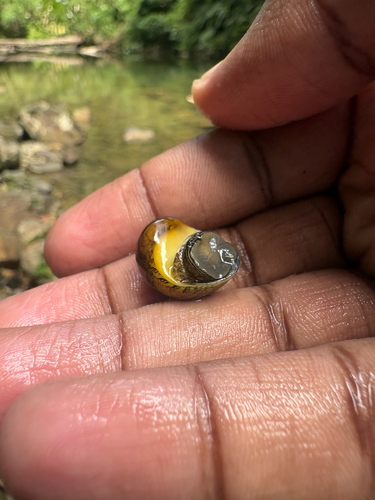 Nereina punctulata observed 2026-09-26