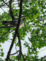 Columba palumbus