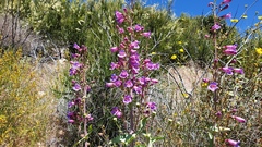 Penstemon spectabilis spectabilis