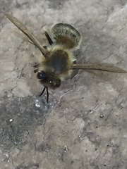 Apis mellifera